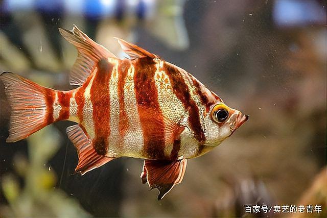 吳忠魚缸維護，吳忠地區魚缸維護方案