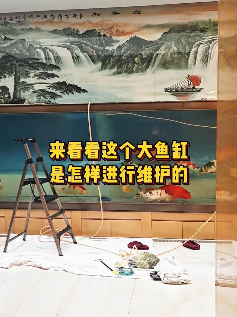 吳忠魚缸維護，吳忠地區魚缸維護方案