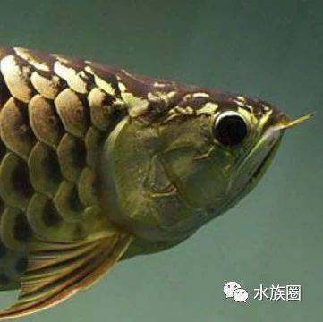 請問金龍魚多少錢一條呀圖片（金龍魚多少錢一條大概）