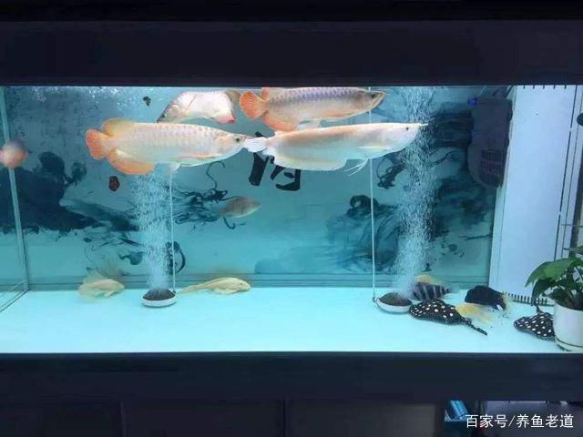 豬鼻龜保護等級是多少(豬鼻龜保護級別) 豬鼻龜百科 第2張 豬鼻龜保護等級是多少(豬鼻龜保護級別) 豬鼻龜保護等級是多少(豬鼻龜保護級別) 豬鼻龜百科 第2張