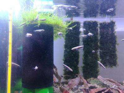 養(yǎng)豬鼻龜需要多大的魚缸呢圖片大全(豬鼻龜算不算魚缸數(shù)量)