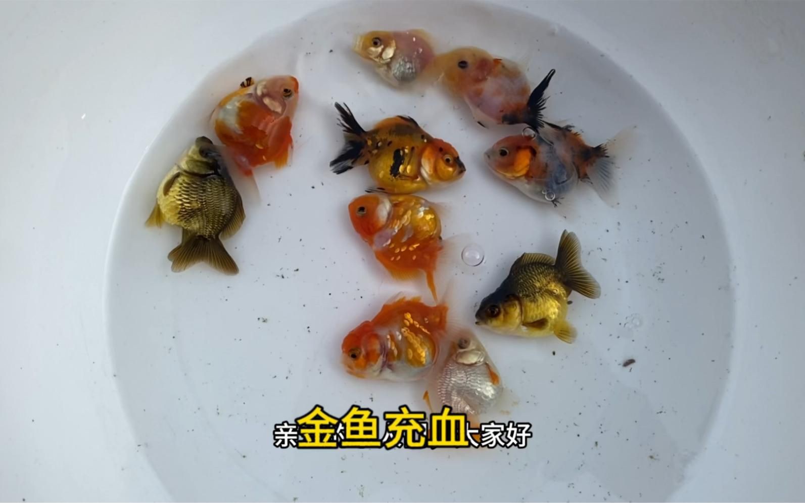 有哪些藥物可以有效治療金魚充血？，金魚體表充血怎么辦