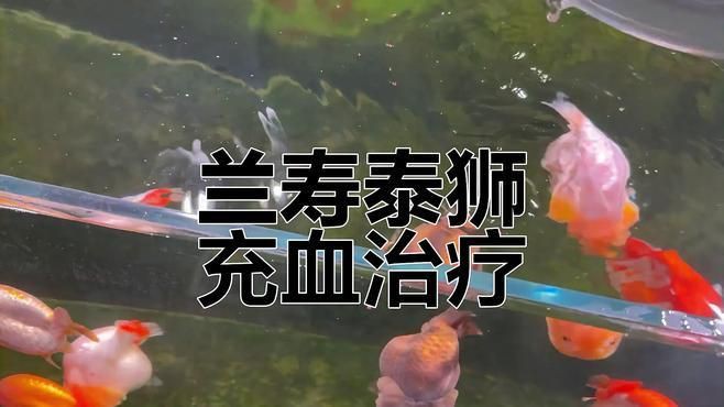 有哪些藥物可以有效治療金魚(yú)充血？，金魚(yú)體表充血怎么辦