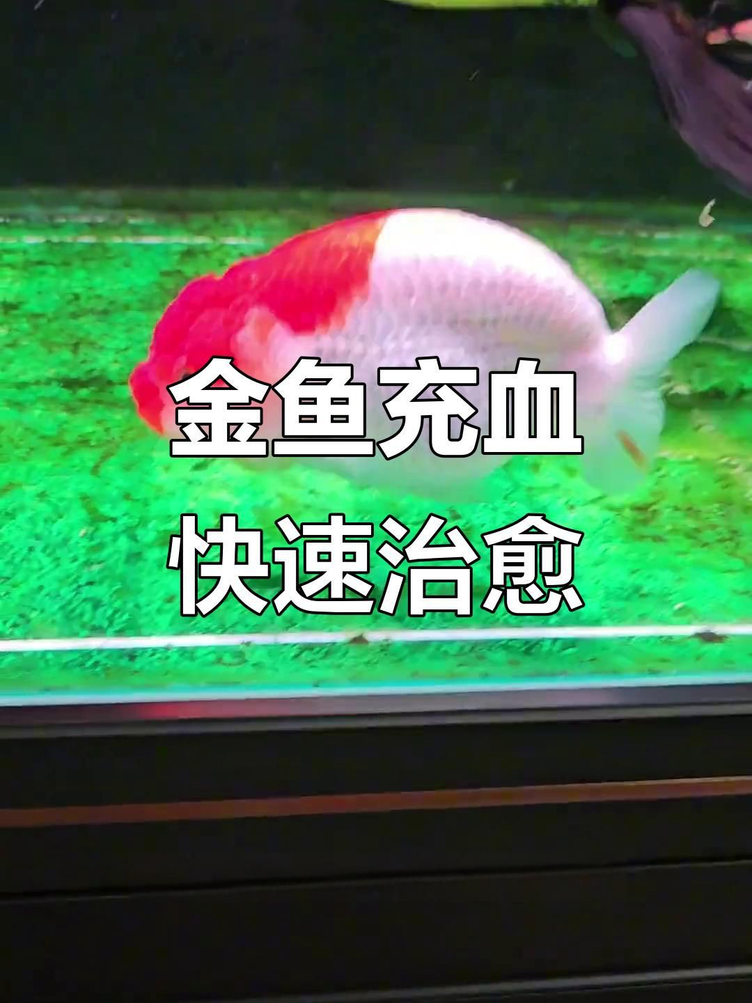 有哪些藥物可以有效治療金魚(yú)充血？，金魚(yú)體表充血怎么辦