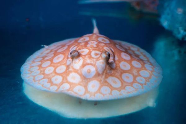 銀龍魚苗吃什么最好呢圖片(銀龍魚苗吃什么最好呢圖片視頻)