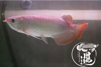 紅龍魚不發色是什么原因引起的：紅龍魚不發色可能是由多種因素引起的