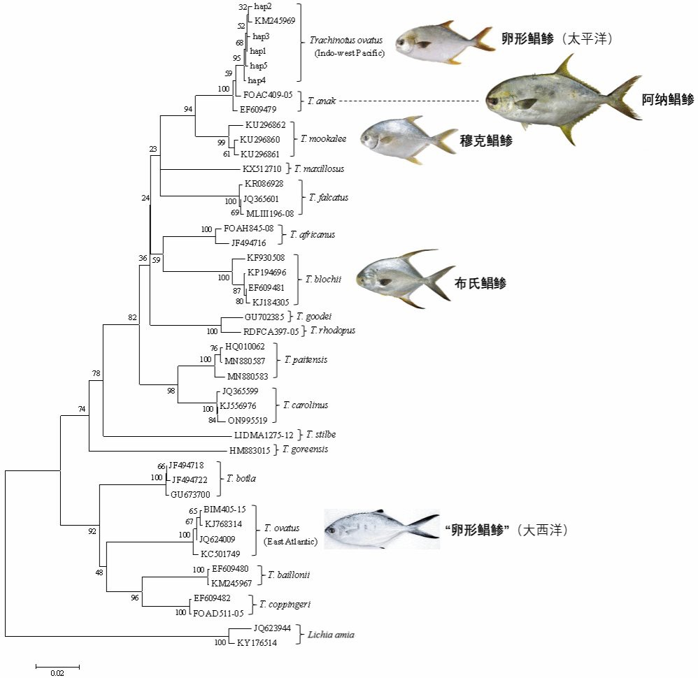 世界上一共有多少種魚，——全球魚類多樣性探秘