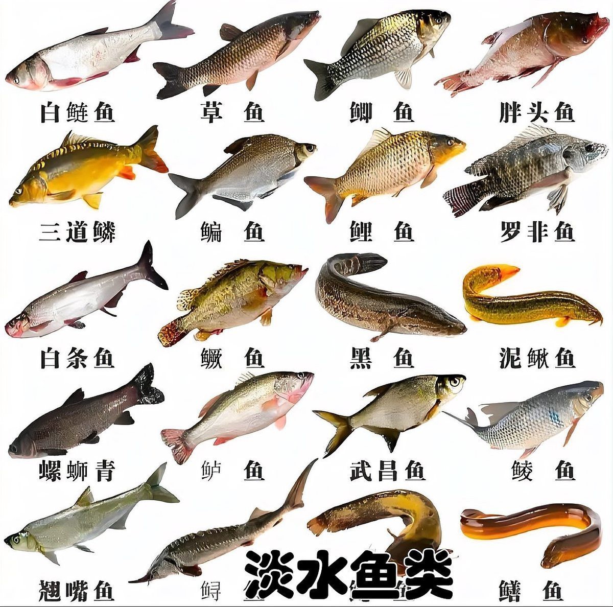 世界上一共有多少種魚，——全球魚類多樣性探秘