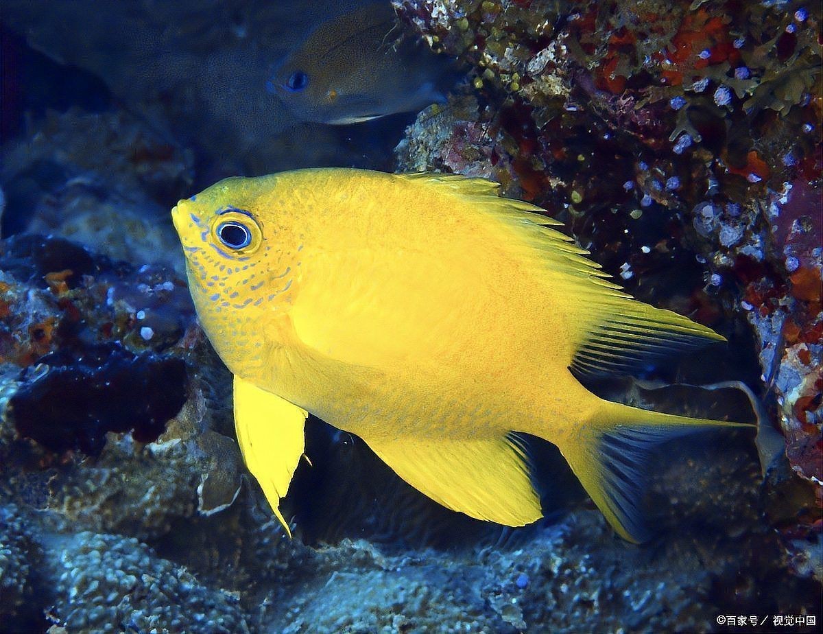 新手入門觀賞魚推薦，《新手入門觀賞魚推薦》初涉觀賞魚領(lǐng)域的新手而言