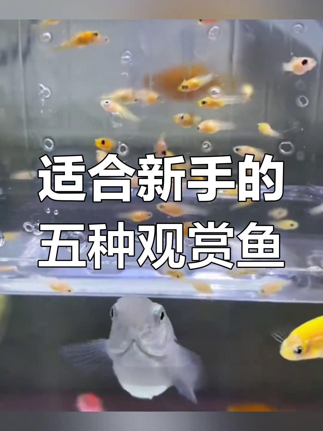 新手入門觀賞魚推薦，《新手入門觀賞魚推薦》初涉觀賞魚領(lǐng)域的新手而言