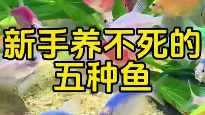新手入門觀賞魚推薦，《新手入門觀賞魚推薦》初涉觀賞魚領(lǐng)域的新手而言