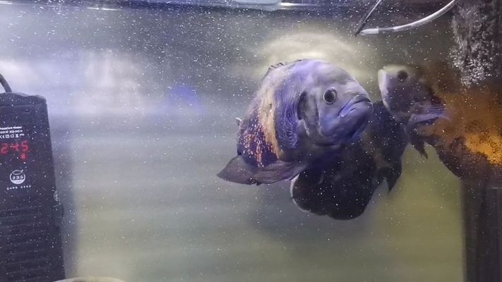 黃金河虎魚是中層魚嗎(黃金河虎魚能長多大)