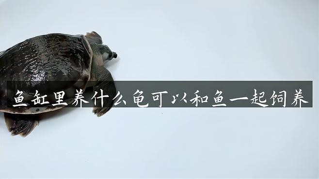哪種龜類與龍魚混養(yǎng)最佳？，哪種龜類與龍魚混養(yǎng)效果最佳？