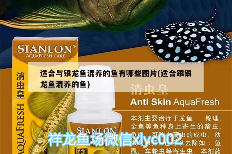 適合與銀龍魚混養的魚有哪些圖片(適合跟銀龍魚混養的魚)