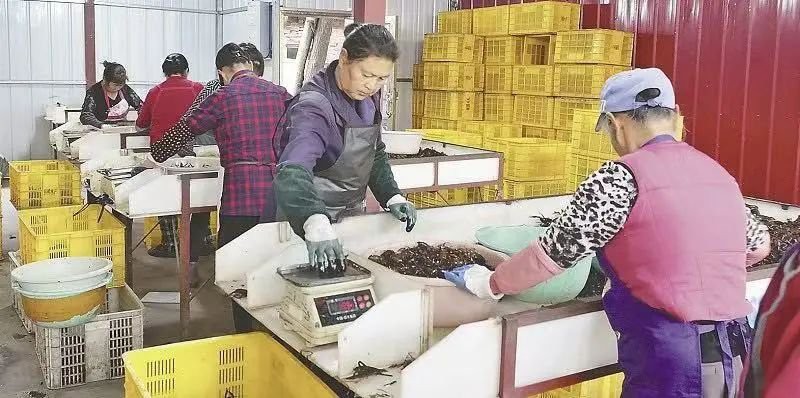 和縣龍魚店，和縣龍魚店月銷千單被曝用草酸洗蝦看南縣小龍蝦如何“游”出大市場