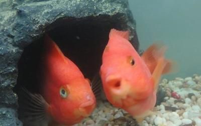 讀了金魚和魚缸我懂得了什么：學習如何正確養金魚