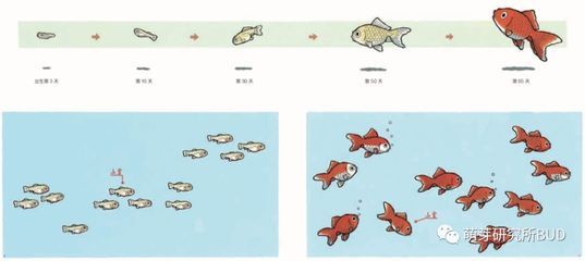 讀了金魚和魚缸我懂得了什么：學習如何正確養金魚