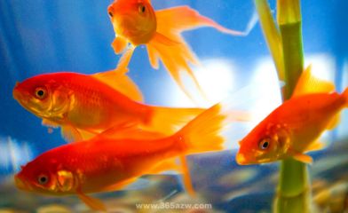 讀了金魚和魚缸我懂得了什么：學習如何正確養金魚