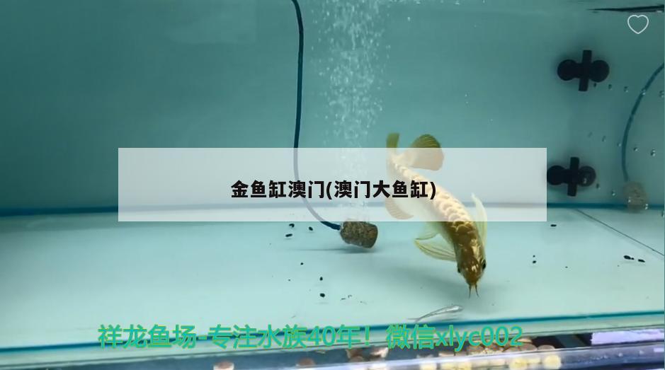 金魚缸澳門(澳門大魚缸)