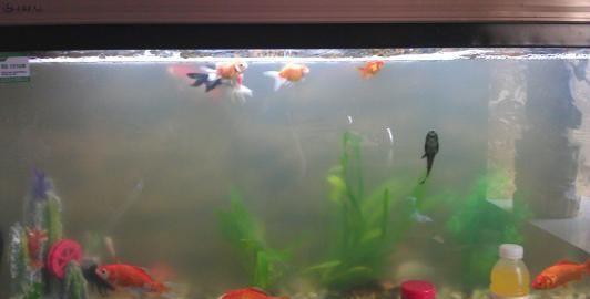 北京市西城區凱利水族養殖中心第一分店（北京凱利酒店） 北京市西城區凱利水族養殖中心第一分店（北京凱利酒店） 全國水族館企業名錄