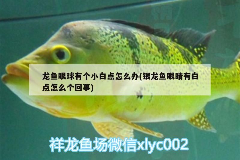 龍魚眼球有個小白點怎么辦(銀龍魚眼睛有白點怎么個回事)