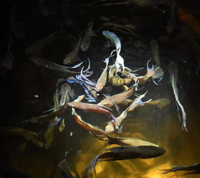 城西龍魚店，廣州城西區域龍魚店 城西龍魚店，廣州城西區域龍魚店 全國水族館企業名錄 第1張