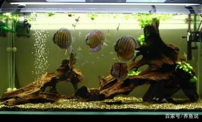 龍魚和虎魚混養(yǎng)水溫多少合適呢（龍魚和虎魚混養(yǎng)水溫多少合適呢視頻）