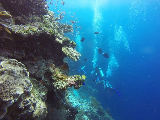 鶴崗市向陽(yáng)區(qū)偉達(dá)水族館（鶴崗市向陽(yáng)區(qū)偉達(dá)水族館電話）
