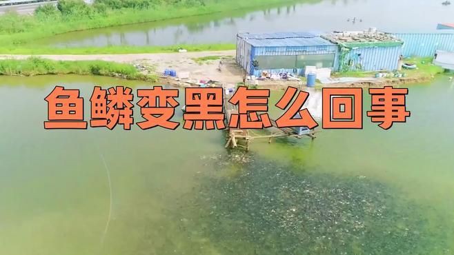如何判斷龍魚鱗片發黑是否細菌感染？，龍魚鱗片發黑可能是細菌感染所致，準確判斷至關重要