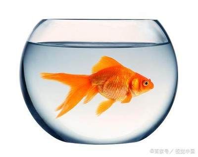 玻璃的魚缸有什么說法：關于玻璃魚缸的一些說法和用途
