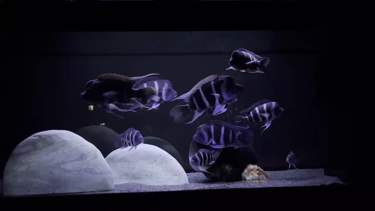好久沒拍魚了，記錄成長