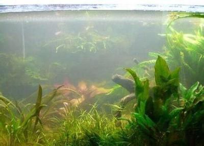 龍魚(yú)排紅色糞便：龍魚(yú)排紅色糞便是什么原因引起的？