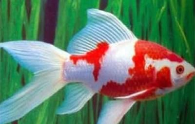 龍魚(yú)排紅色糞便：龍魚(yú)排紅色糞便是什么原因引起的？