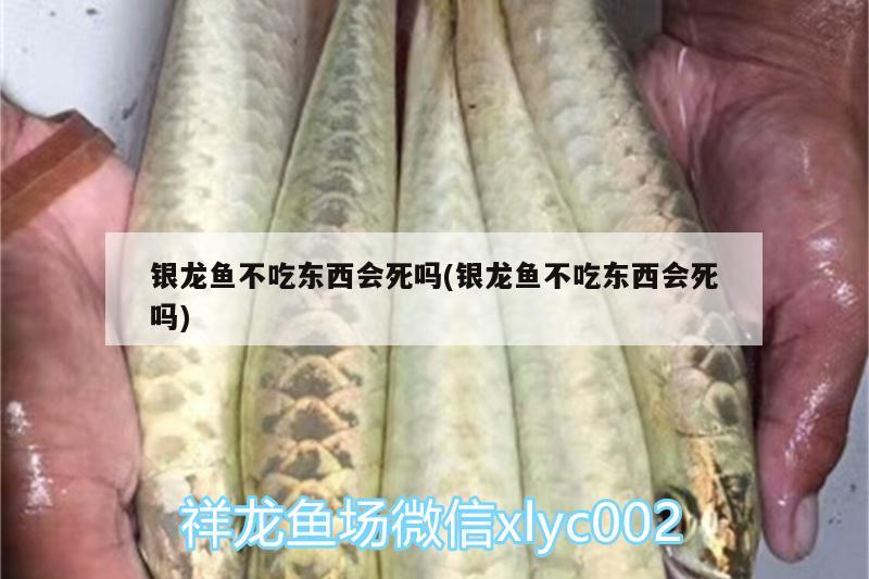 銀龍魚不吃東西會死嗎(銀龍魚不吃東西會死嗎)