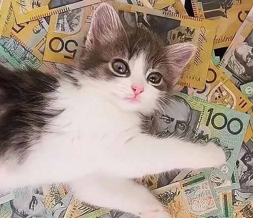 貓和魚一起養的風水，貓和魚一起養的風水信仰