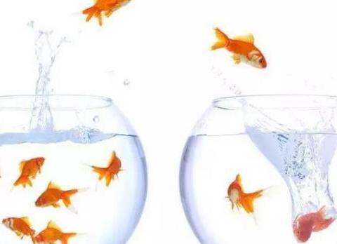 安慶市大橋開發(fā)區(qū)田園風(fēng)情水族館（安慶市大橋開發(fā)區(qū)田園風(fēng)情水族館電話）