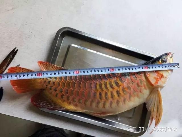 李亞四是銘龍魚廠，yuki龍魚從卵到龍的67天詳細(xì)過(guò)程,主人暖心記錄,看到就是賺到 李亞四是銘龍魚廠，yuki龍魚從卵到龍的67天詳細(xì)過(guò)程,主人暖心記錄,看到就是賺到 龍魚百科 第5張