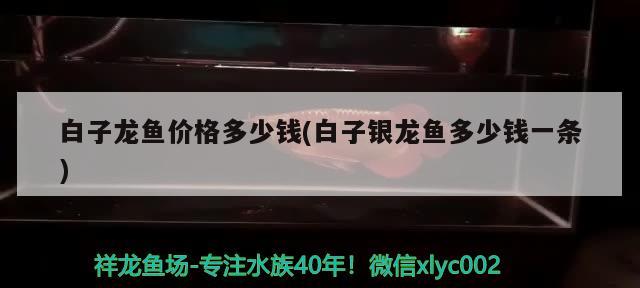 白子龍魚價(jià)格多少錢(白子銀龍魚多少錢一條)
