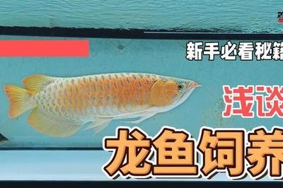 龍魚的飼養條件和要求是什么意思