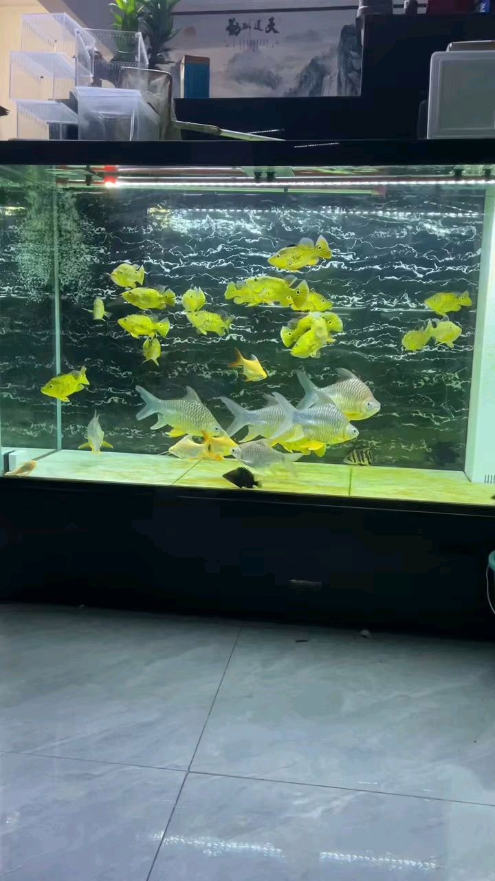 短身巴西亞魚哪個(gè)品種好，養(yǎng)巴西亞魚注意事項(xiàng)巴西亞魚怎么養(yǎng)