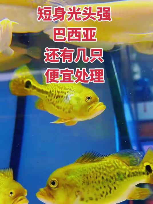 短身巴西亞魚哪個(gè)品種好，養(yǎng)巴西亞魚注意事項(xiàng)巴西亞魚怎么養(yǎng)