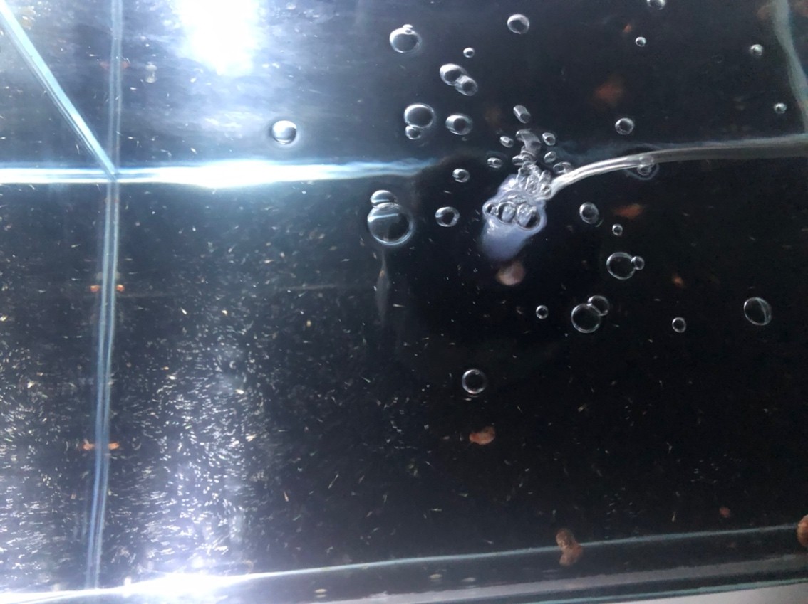 苗子越來越多，有聲書:《苗子越來越多》