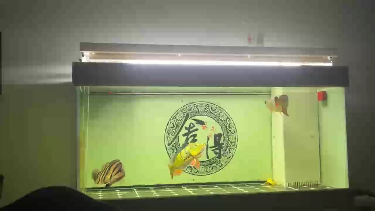 龍虎，“龍虎”是一段關于“龍虎”的300-400字摘要：