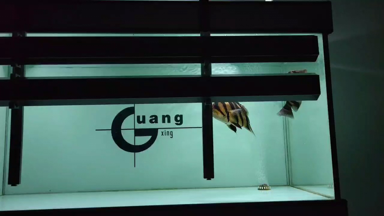 小虎，《小虎》清夜如故評論：沙發(fā)~蒙飛鴻評論非常漂亮,