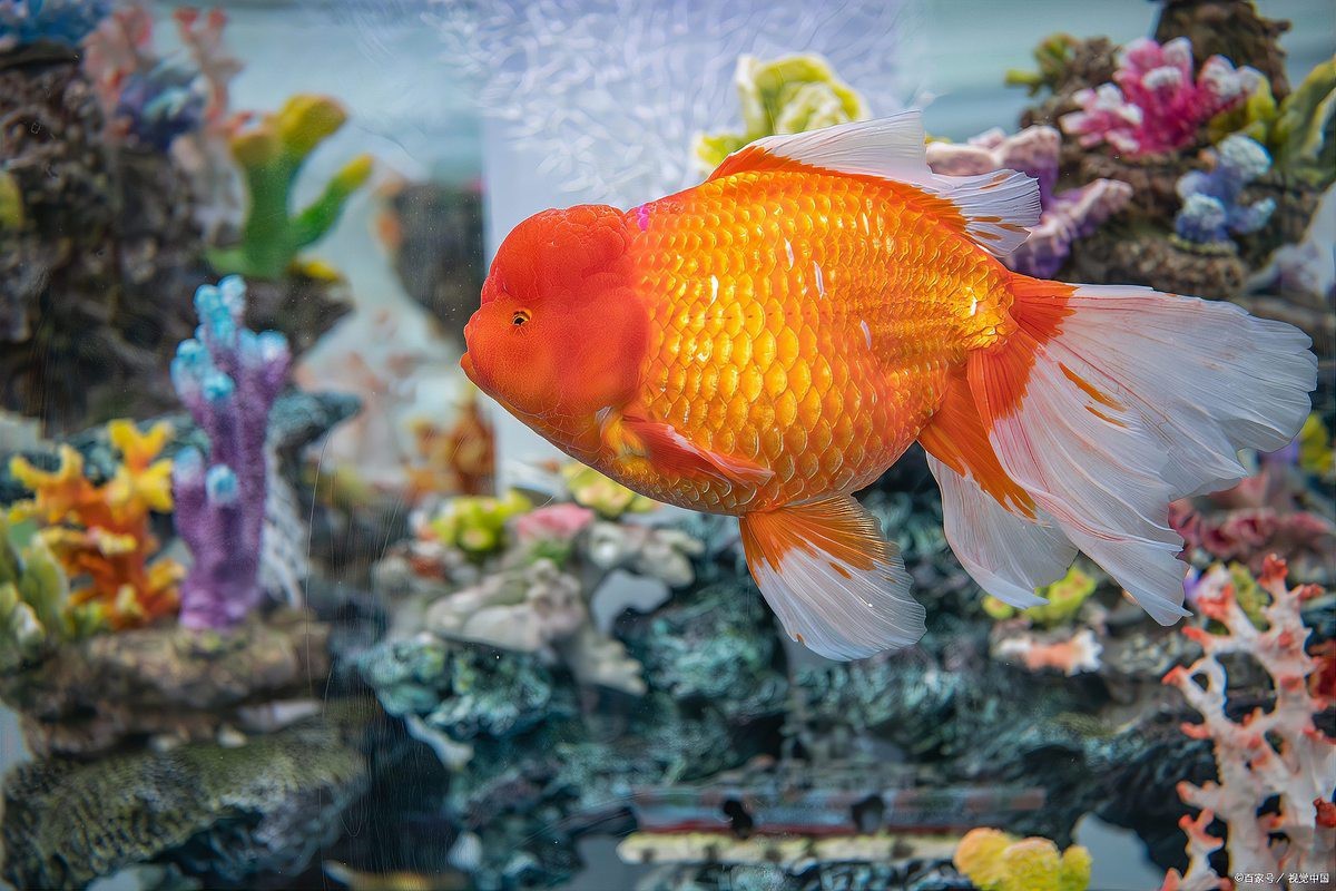 養魚養單還是雙 風水，\