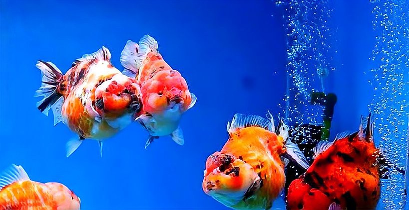 養魚養單還是雙 風水，\