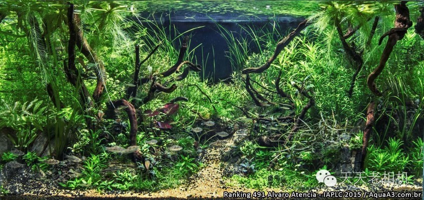 紅龍魚不長什么原因（紅龍魚不紅）