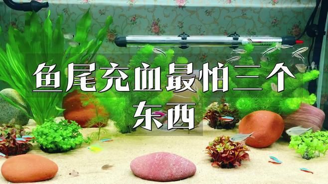 如何預防和治療魚充血？，《如何預防和治療魚充血》