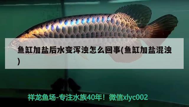 龍魚混養(yǎng)打架有什么好辦法嗎：龍魚大混養(yǎng)