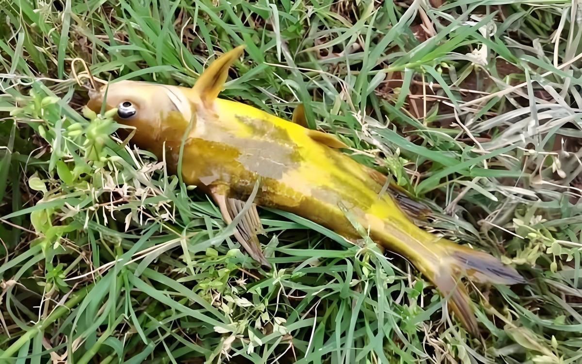 撈魚小妙招10個(gè)【10種實(shí)用且高效的撈魚方法】